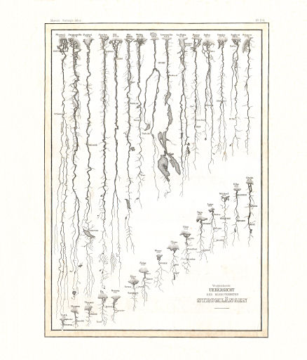 Meyer's Zeitungs-Atlas (1849-1852)
110. Vergleichende Übersicht der bedeutendsten Stromlängen (Nº&nbsp;104)