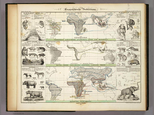 Berghaus' Physikalischer Atlas (1837-1848)
6.1. Geographische Verbreitung: Vierhändige Saügethiere, Quadrumana: Affen und Halbaffen. Beütel-Thiere, Marsupialia-Edentata, Zahnlose Thiere. Dickhäuter, Pachydermata (1845)