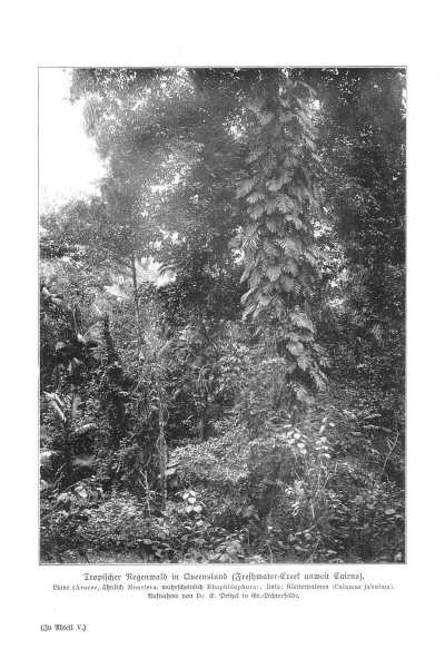 Handboek Andrees 1909-10
Tropisch regenwoud Queensland, p. I-256