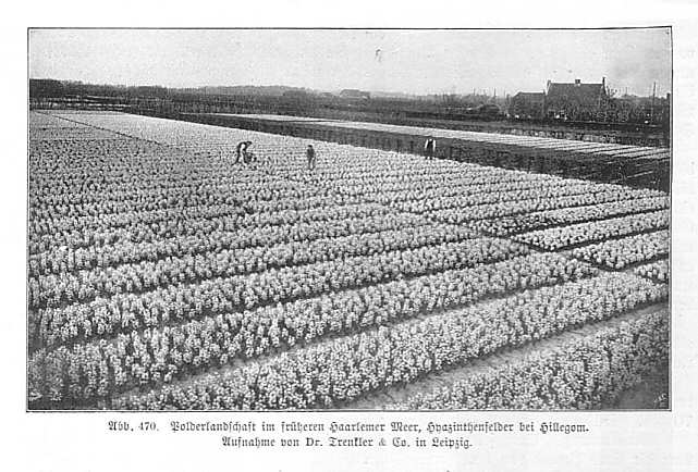 Handboek Andrees 1909-10
Nederland: bollenvelden, p. I-865